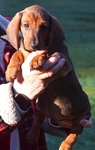 AKC STANDARD DACHSHUND PUPPIES