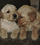 Beautiful Golden Retriever Puppies