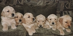 Beautiful Golden Retriever Puppies