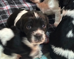 AKC Field Bred English Springer Spaniel Puppies