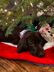 German Shorthair Pointer Puppies