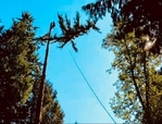 Tree Trouble? We've got you covered!
