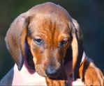 AKC STANDARD DACHSHUND PUPPIES