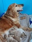 Beautiful Golden Retriever Puppies