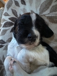 AKC Field Bred English Springer Spaniel Puppies