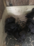 German Shorthair Pointer Puppies